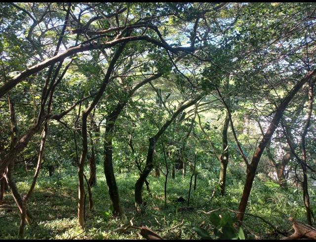 LAND FOR SALE IN SIMBITHI ECO ESTATE